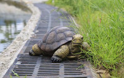 戶外花園玻璃鋼仿真動物烏龜?shù)袼?>
	                <div>戶外花園玻璃鋼仿真動物烏龜?shù)袼?/div>
	            </a>
	        	    </div>
	    <div   class=