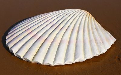 白色玻璃鋼仿真貝殼戶外海灘擺件